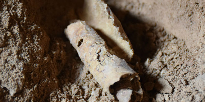 źródło: https://www.breakingisraelnews.com/83351/surprise-discovery-israeli-archaeologists-uncover-12th-dead-sea-scrolls-cave/#Wt6gQPm3RKQIH4Fj.97